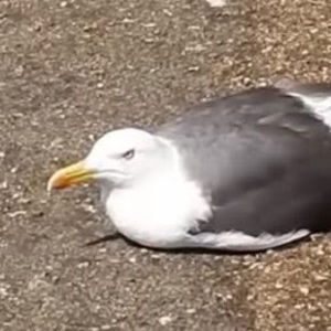 Meet your Posher, Mars